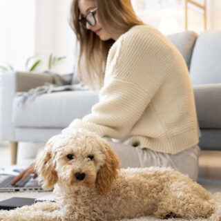 Tarifs, garanties et options clés pour bien choisir une assurance pour chiens en 2026. Analyse et conseils pratiques pour protéger votre compagnon fidèle.