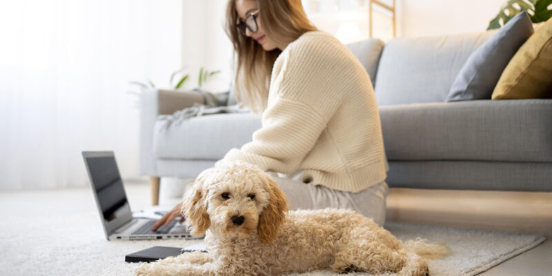 Tarifs, garanties et options clés pour bien choisir une assurance pour chiens en 2026. Analyse et conseils pratiques pour protéger votre compagnon fidèle.