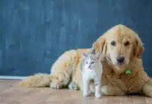 Assurance pour animaux Flexmind.fr : prestations, garanties et services proposés pour protéger votre compagnon. Analyse et conseils pratiques pour bien choisir.