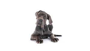 Tarifs, garanties et comparatif des offres d’assurance mutuelle chien en 2026 pour protéger votre animal. Analyse et conseils pratiques pour bien choisir.