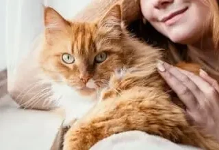 Assurance chat sans carence : comprenez les avantages, les garanties et comment choisir la formule adaptée à votre compagnon. Analyse et conseils pratiques.