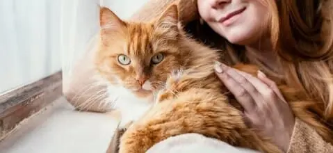 Assurance chat sans carence : comprenez les avantages, les garanties et comment choisir la formule adaptée à votre compagnon. Analyse et conseils pratiques.