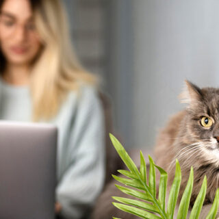Comparatif des garanties et tarifs pour bien choisir votre assurance animal chat en 2026. Analyse et conseils pratiques pour protéger votre compagnon.