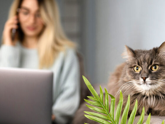 Comparatif des garanties et tarifs pour bien choisir votre assurance animal chat en 2026. Analyse et conseils pratiques pour protéger votre compagnon.
