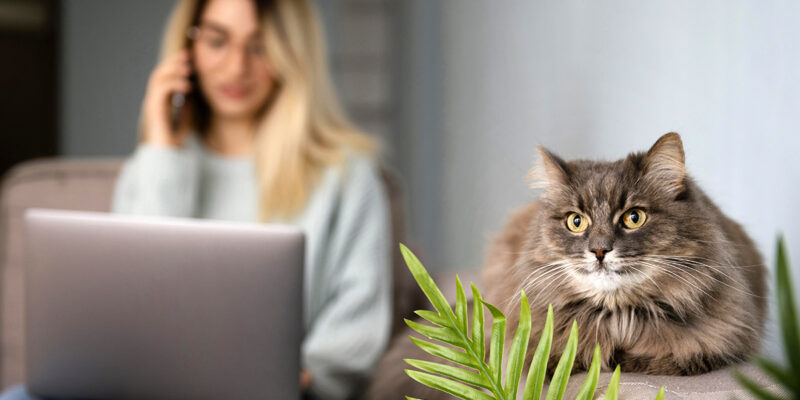 Comparatif des garanties et tarifs pour bien choisir votre assurance animal chat en 2026. Analyse et conseils pratiques pour protéger votre compagnon.