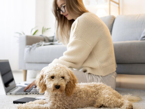 En 2026, les tarifs d'assurance chien augmentent en moyenne de 4 %. Analyse des garanties pour optimiser le budget des propriétaires et leur protection animale.