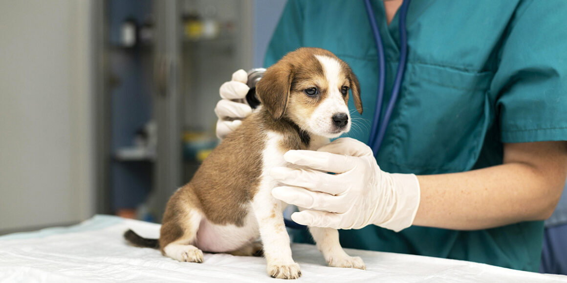 Tarifs, garanties et critères pour bien choisir une assurance maladie pour les chiens en 2026. Analyse et conseils pratiques pour protéger votre compagnon.