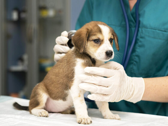 Tarifs, garanties et critères pour bien choisir une assurance maladie pour les chiens en 2026. Analyse et conseils pratiques pour protéger votre compagnon.