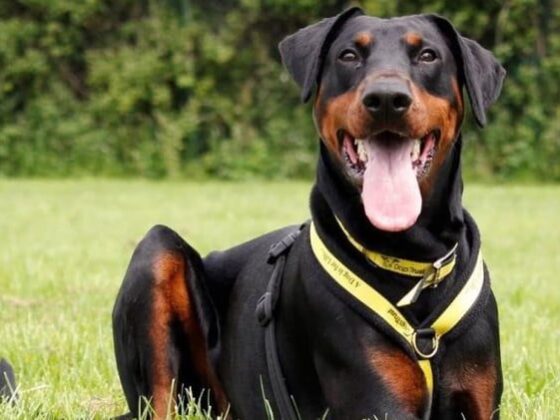 Assurance chien sans carence : comparaison des garanties et tarifs 2026 pour protéger rapidement votre animal. Analyse et conseils pratiques pour bien choisir.